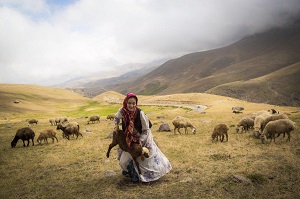 Sheep Herding Tours